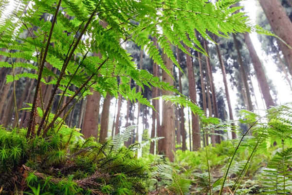 如何利用生物進行環(huán)境監(jiān)測？(圖1)